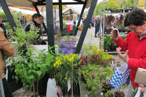 Dvije manifestacije u sklopu Dana grada Daruvara
