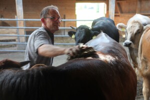 Na ovoj farmi krave jedu pivski kvasac