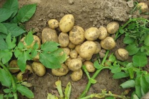 Održani Dani polja krumpira u Hercegovcu