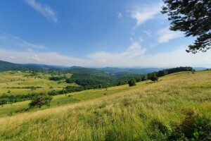 Šta je selo bez krava!?