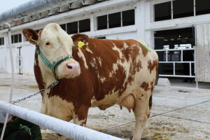 Subota na 31. Jesenskom međunarodnom bjelovarskom sajmu