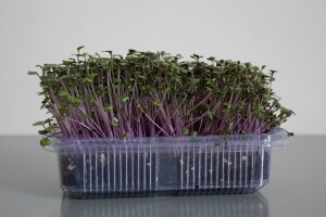 Mikrobilje je izuzetno hranljivo