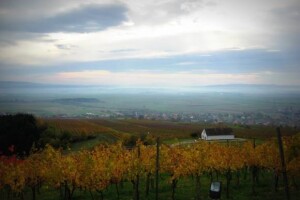 Jesen u Kutjevačkim vinogradima