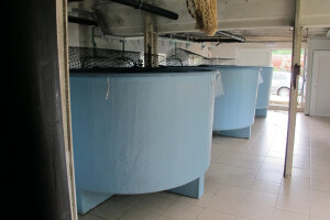 Umjetni mrijest šarana