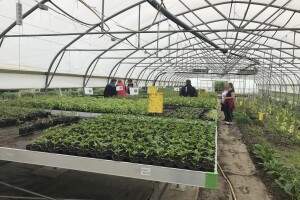 Poljoprivredna i veterinarska škola Osijek- sadnice