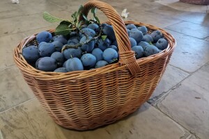 Korparstvo - priprema prutova