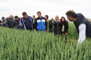 Dan polja pšenice RWA