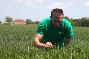 OPG Matija Jagatić očekuje 9 tona pšenice po hektaru