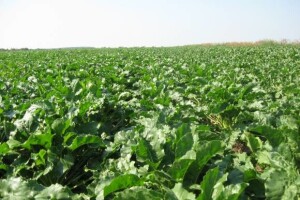 Dani polja KWS sorata šećerne repe 2013