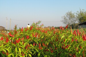 Dušan Vasić iz Topole posle devet godina u voćarstvu počeo da uzgaja i ljute papričice