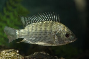 Sve veća opasnost slatkovodne invazivne riblje vrste