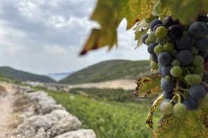 Frano Miloš: Od rijetkih berbi do premium vina