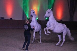 Lipicanci Edit Kappel