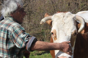 Sedam krava i dva bika Milana Radića