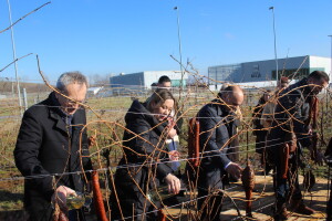 Vinceška Vinarije Belje 2025.