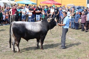 47. Regionalna stočna izložba priplodnih grla goveda, ovaca i konja