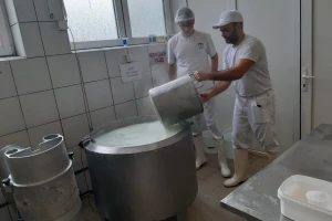 Učenici prave sireve i jogurt