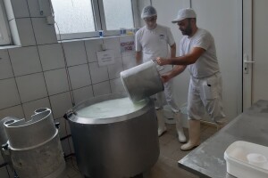 Učenici prave sireve i jogurt