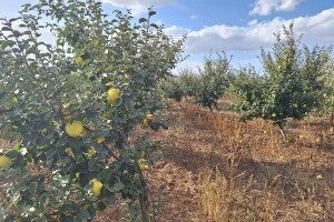 Berba dunja, sadnice, odabir sorti