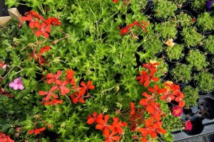 Uzgoj cveća hobi koji traži rad i posećenost ali i opušta