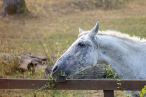 Stanovnici Zlatne grede i Kopačkog rita