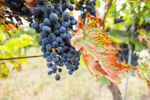 Putevima vina: Vinogradi na baranjskim brdima