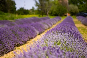 Lavanda u Slavoniji