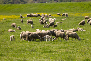 Uzgoj ovaca u Baranji