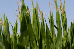 Polja kukuruza kod Borova