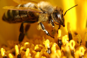 Pčele vrijedno rade