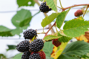 Kupine s OPG-a Koprivčić