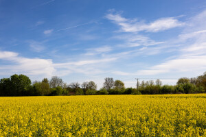 Uranila uljana repica