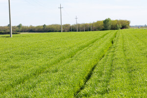 Baranjska pšenica: proljetni radovi kod Luga