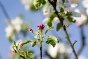 Baranjske jabuke u proljeće