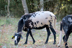 Autohtona istarska ovca pred izumiranjem