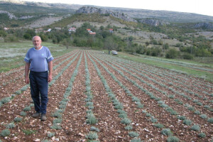 Nove plantaže smilja u lijevom zaobalju Cetine (Vučipolju)