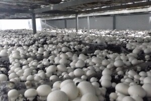 Proizvodnja šampinjona