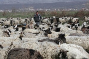 Farma ovaca Obrt Masle u Brnazama