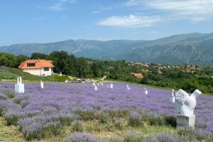 Skulpture "procvetale" u polju lavande