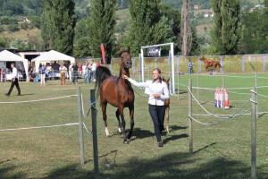 Prva izložba čistokrvih arapskih konja u BiH