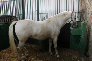 Izložba konja na Novosadskom sajmu