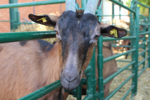 Izložba koza na Novosadskom sajmu