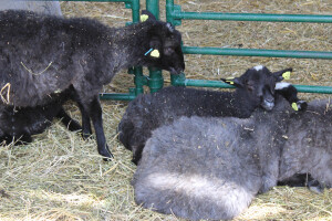 Izložba ovaca na Novosadskom sajmu