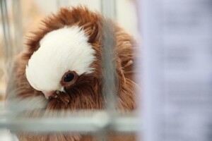 Izložba sitnih životinja u Derventi