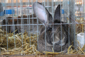 Izložba sitnih životinja