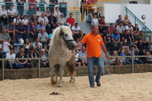 Izložba stoke na sajmu u Gudovcu