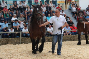 Izložba stoke na sajmu u Gudovcu