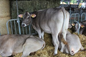 Izložba životinja na sajmu u Gornjoj Radgoni