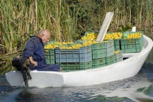Neretvanske mandarine - za berbu trebaju 5.000 radnika