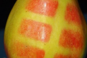 Foto zanimljivosti iz voćnjaka